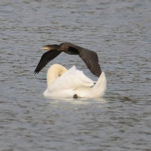 Great Cormorant