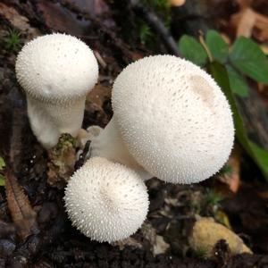 Gem-studded Puffball