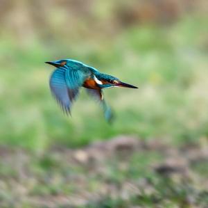 Common Kingfisher