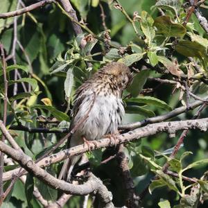 Tree Pipit