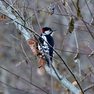 Great Spotted Woodpecker