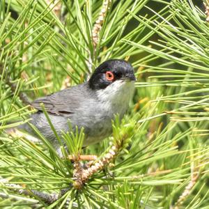 Sardinian Warbler