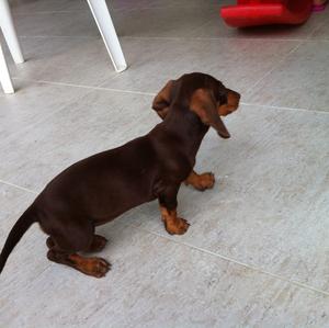 Unknown Breed