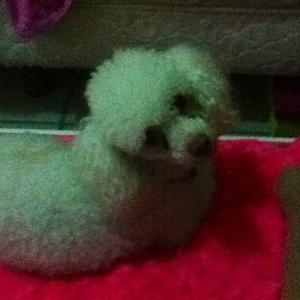 Unknown Breed