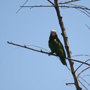 Cuban Amazon