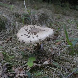 Parasol Mushroom