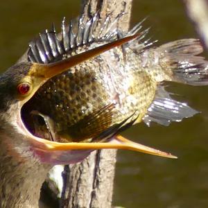 Anhinga