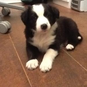 Unknown Breed