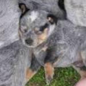 Australian Cattle Dog