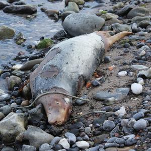 Grey Seal