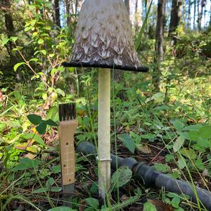 Shaggy Mane