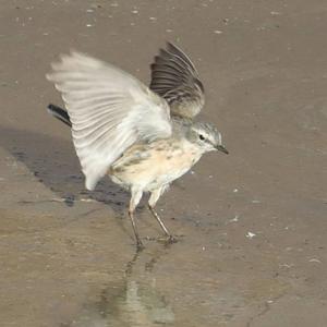 Water Pipit