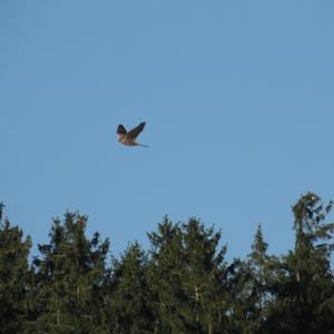 Common Kestrel