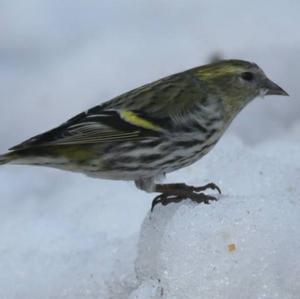 Eurasian Siskin