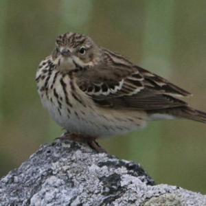 Tree Pipit