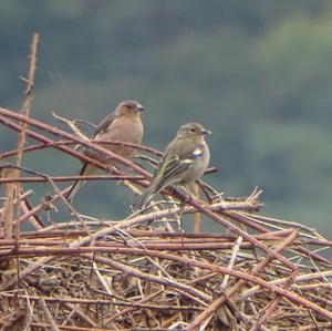 Eurasian Chaffinch