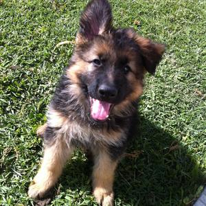 German Shepherd