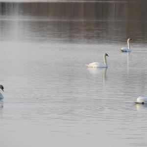 Mute Swan