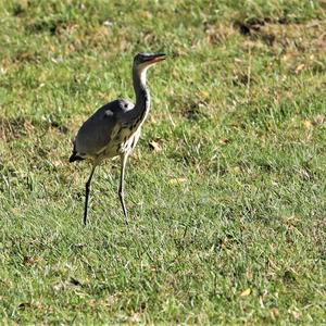 Grey Heron