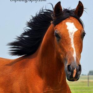 Arabian Horse