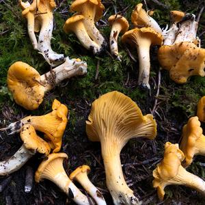 Chanterelle, Common