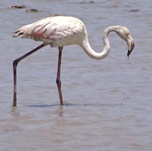 Greater Flamingo