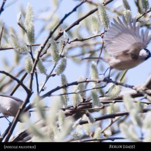 Marsh Tit