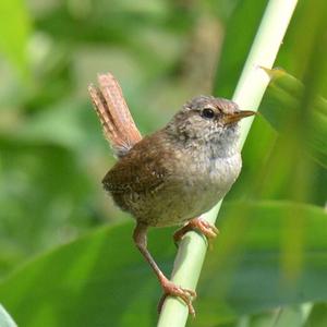 Winter Wren