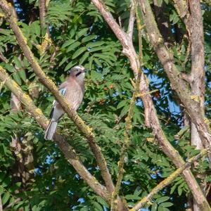 Eurasian Jay