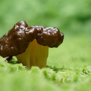 Conifer False Morel