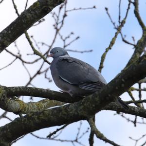 Common Wood-pigeon