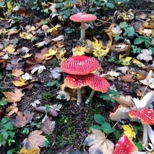 Fly Agaric