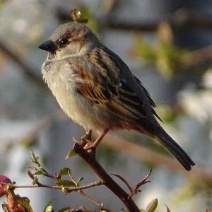 House Sparrow