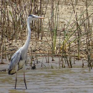 Grey Heron