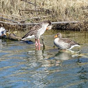 Greylag Goose