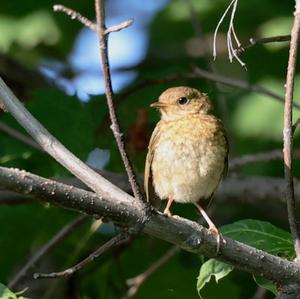 European Robin