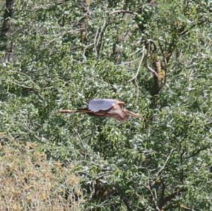 Purple Heron