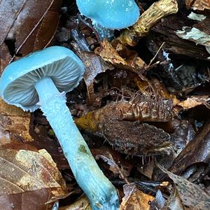 Blue-green Stropharia