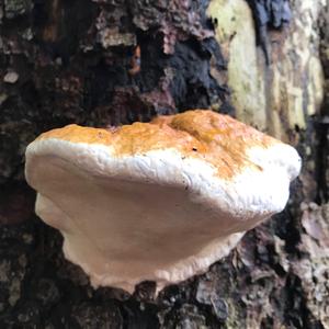 Red-belted Polypore