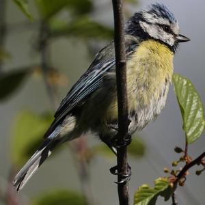 Blue Tit