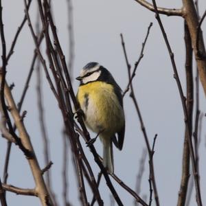 Blue Tit