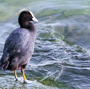 Bläßhuhn