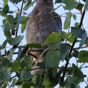 Eurasian Jay