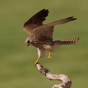 Common Kestrel