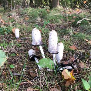 Shaggy Mane