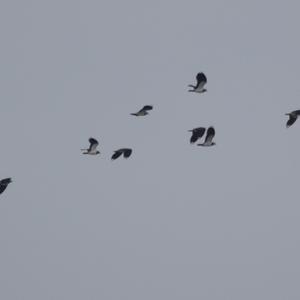 Northern Lapwing