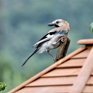 Eurasian Jay