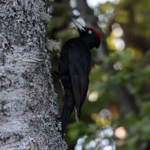 Black woodpecker