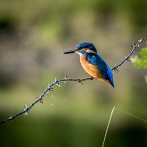 Common Kingfisher