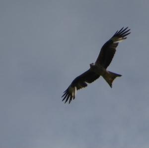 Red Kite